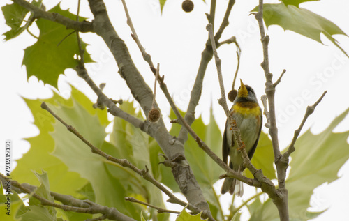 Male Northern Parula high up in a large Sycamore tree in spring, against gray skies