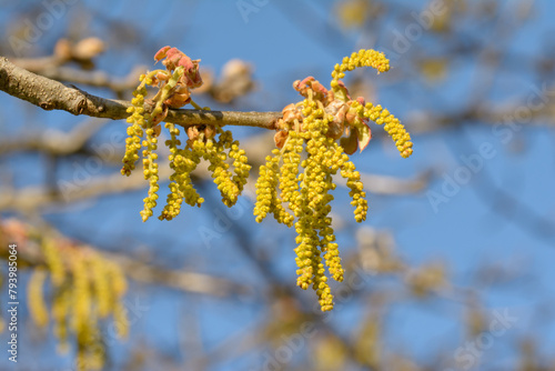 Catkins on an oak branch in spring, against blue skies