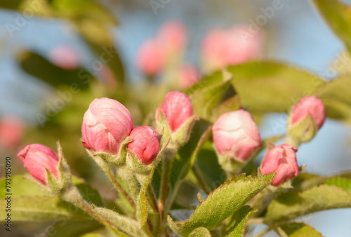 Closeup of pink apple buds in early spring