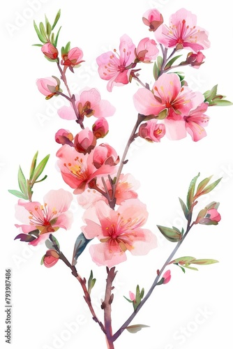 Freshly blossomed watercolor spring flowers, isolated on white --ar 2:3 Job ID: 17ce65c3-f511-409d-9e7c-89883539dd45