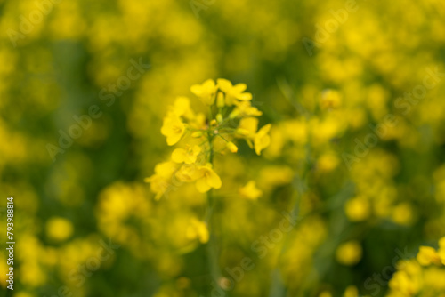 A stalk of rapeseed with yellow flowers against the background of a blurred yellow rapeseed field. Rapeseed flower close up