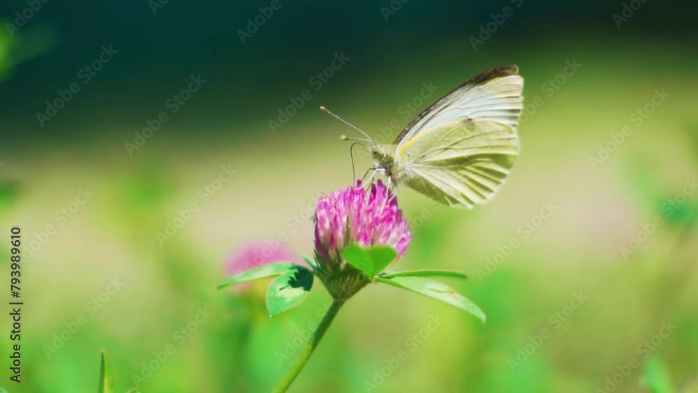 Slow motion shot of Butterfly drinks nectar from the flower in a beautiful garden with flowers. Scenic nature in mountains at Manali, India. Slow motion shot of Butterfly drinks nectar from the flower in a beautiful garden with flowers. Scenic nature in mountains at Manali, India.