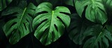 lush green tropical leaves in rain, photorealistic, large copy space for messaging