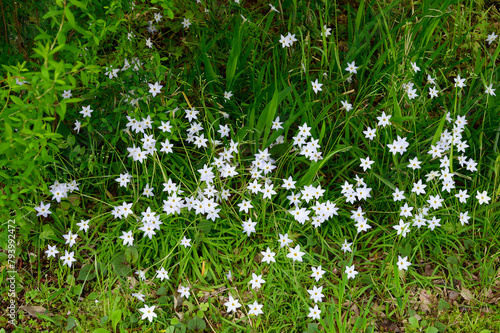 野原の中の白い花の群生