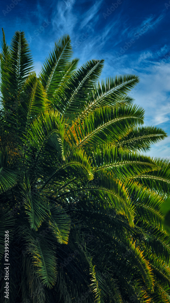 Green yellow leaves of a young palm tree in the park on a sunny day Green yellow leaves of a young palm tree in the park on a sunny day