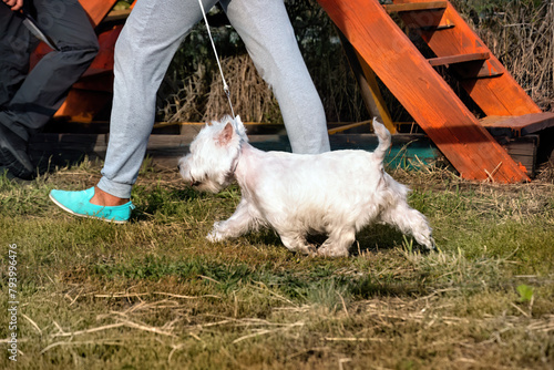 A beautiful west highland white terrier running on the grass in summer.