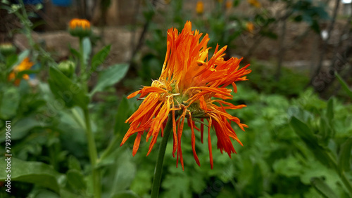 Flower of Pot Merigold, Candula or Gerbera
 photo