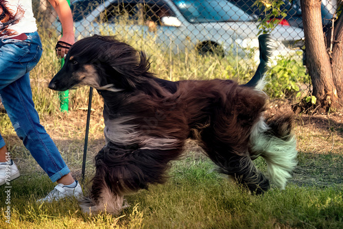 An Afghan hound posing at a dog show in summer.