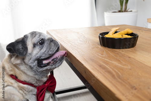 Adorable pug gazing attentively at a bowl of bone-shaped cookies