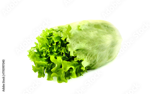Green  lettuce salad on white background