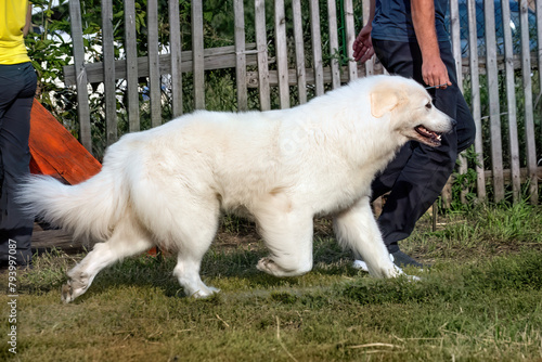 A beautiful friendly golden retriever running at a dog show.