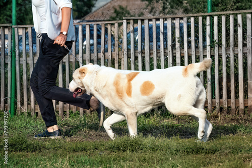 Central Asian Shepherd Dog Alabai Walking Outside.