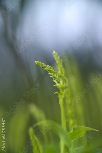 Two-leafed Gennaria (Gennaria diphylla), orchid, Orchidea, Gennaria diphylla. Platamona, Sassari, sardinia, Italy photo