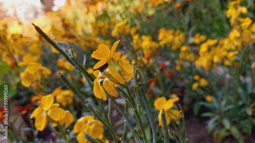 Erysimum Cheiri, Nasturtium or Cheiranthus Yellow Color
 photo