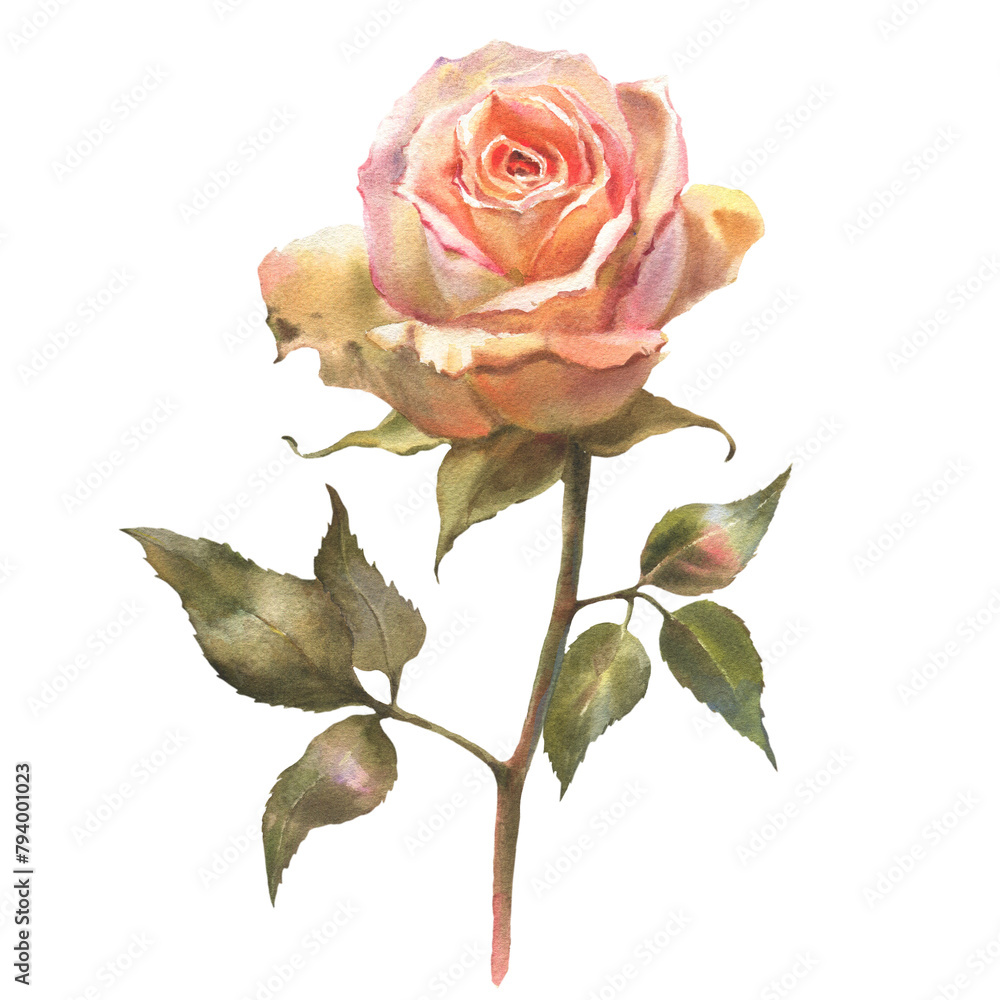 Fototapeta premium Watercolor botanical illustration of peach rose. Hand drawn flower isolated on white background. For greeting card or wedding invitation.