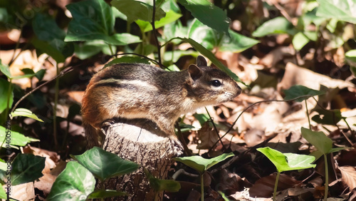 A cute furry brown striped Eastern chipmunk (Tamias striatus) perched on a tree stump in dappled sunlight woodland forest. Long Island, New York USA