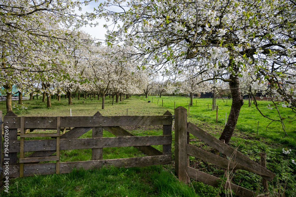 Spring blossom of cherry trees in orchard, fruit region Haspengouw in Belgium, nature landscape Spring blossom of cherry trees in orchard, fruit region Haspengouw in Belgium, nature landscape