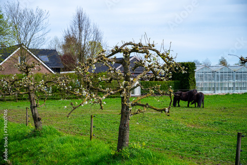 Rural Dutch landscape with green pasture, horses and farms in Gelderland