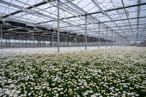 White Chrysanthemum flowers growth in huge Dutch greenhouse, flowers for shops and auctions world wide delivery