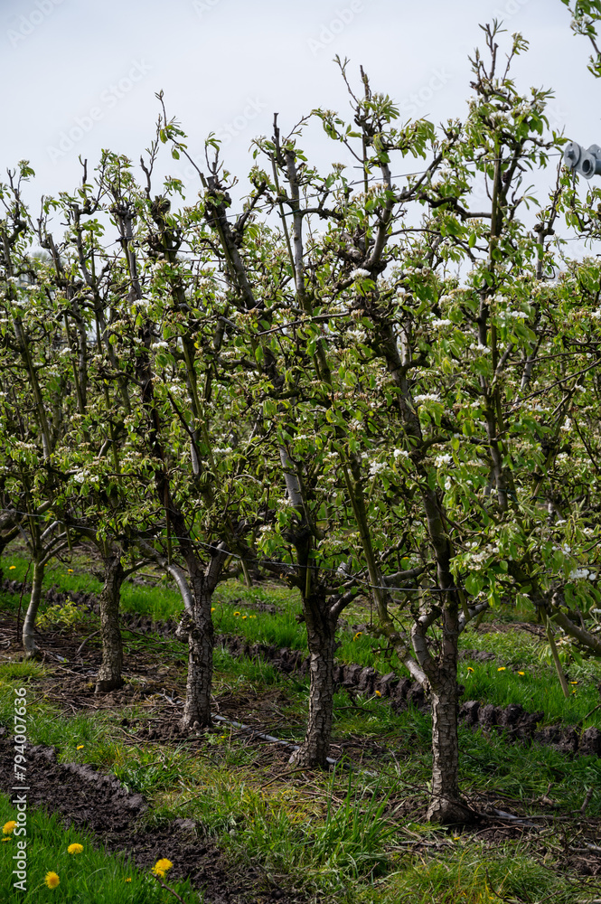 Organic farming in Netherlands, rows of blossoming conference pear trees on fruit orchards in Betuwe, Gelderland