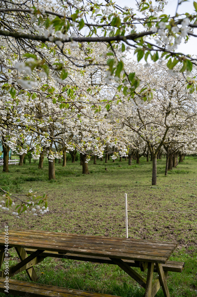 Spring blossom of cherry trees in orchard, fruit region Haspengouw in Belgium, nature landscape Spring blossom of cherry trees in orchard, fruit region Haspengouw in Belgium, nature landscape