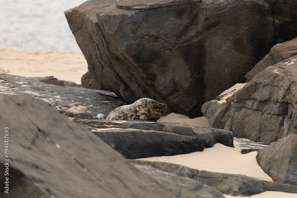Cute little harbor seal basking in the sun on the beach when I took this picture. The black spots on this white body shows he is just a calf. This little baby has big black eyes and whiskers.