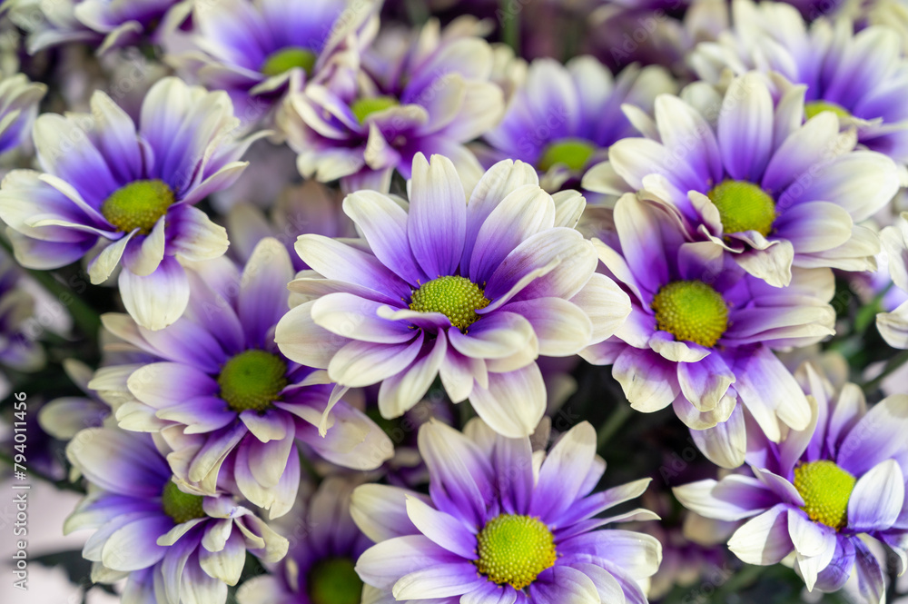 Fototapeta premium Crazy colours Chrysanthemum flowers growth in Dutch greenhouse, fresh flowers for shops and auctions world wide delivery