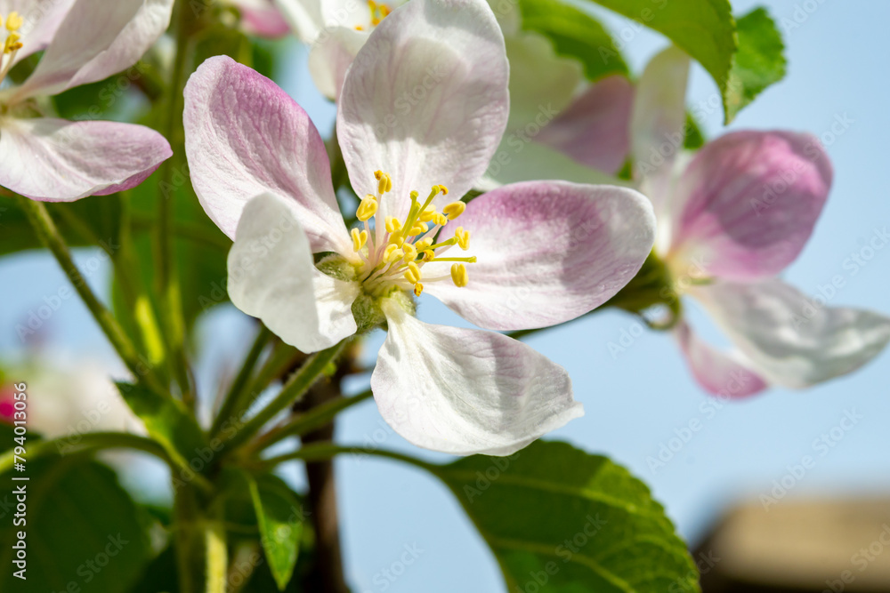 Spring pink blossom of apple trees in orchard, fruit region Haspengouw in Belgium, close up Spring pink blossom of apple trees in orchard, fruit region Haspengouw in Belgium, close up