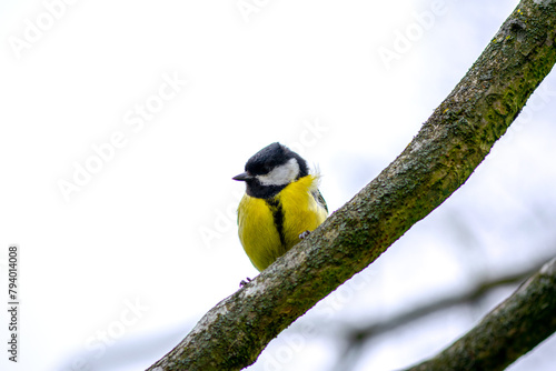 Yellow tit bird on a branch