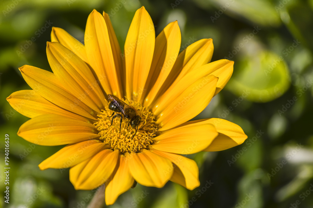 bee on yellow flower bee on yellow flower