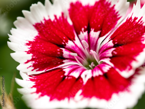 The stamens and petals of Dianthus flower