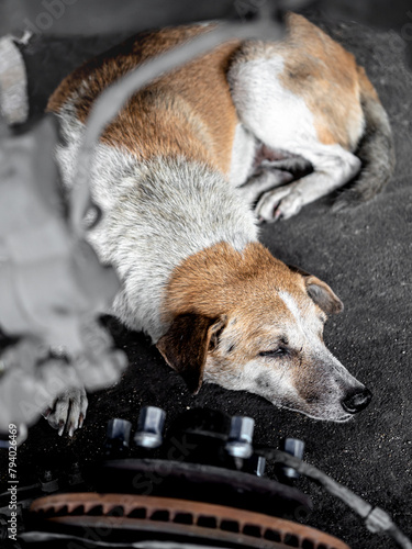 A stray dog sleeps on the floor in a garage