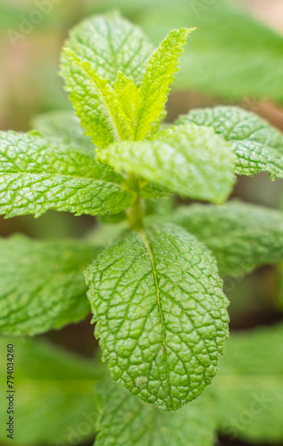 mint plant and mint leaves in close up photo