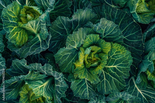 Closeup of lush green cabbage plants growing in a garden