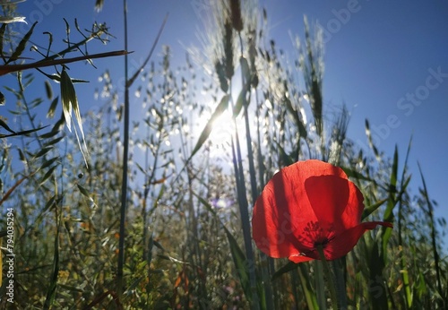 Poppy, Amapola (Papaver roheas) photo