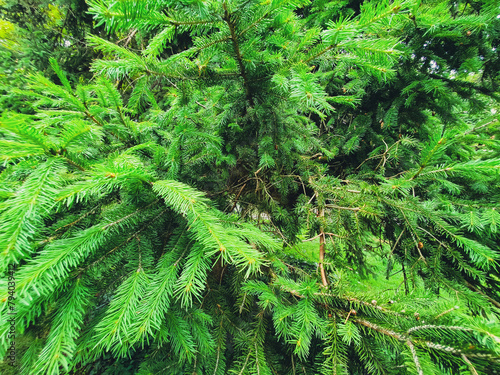 Branches of spruce, Iglak, Spruce image.