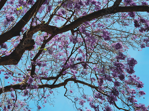 branches and flowers of jacarandas with blue sky in background