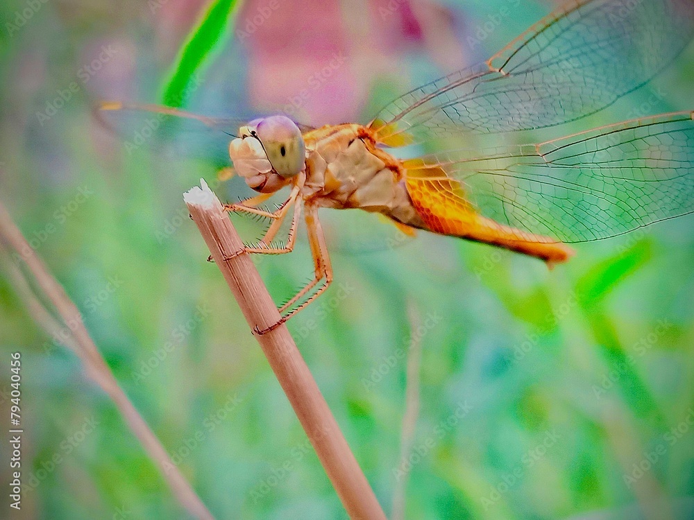 Drangon fly Drangon fly