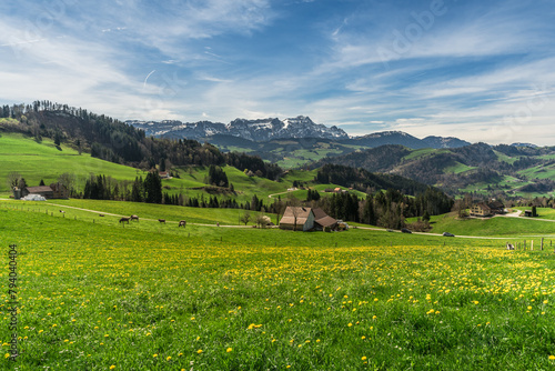 Landscape in the Appenzell Alps, view over a dandelion meadow to the Alpstein mountains with Saentis, Appenzellerland, Canton Appenzell Innerrhoden, Switzerland
