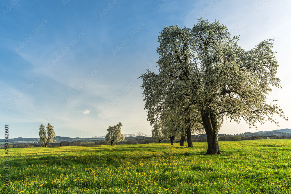 Fototapeta premium Flowering pear trees (Pyrus) on a dandelion meadow, on the horizon of the Saentis, Arbon, Canton of Thurgau, Switzerland