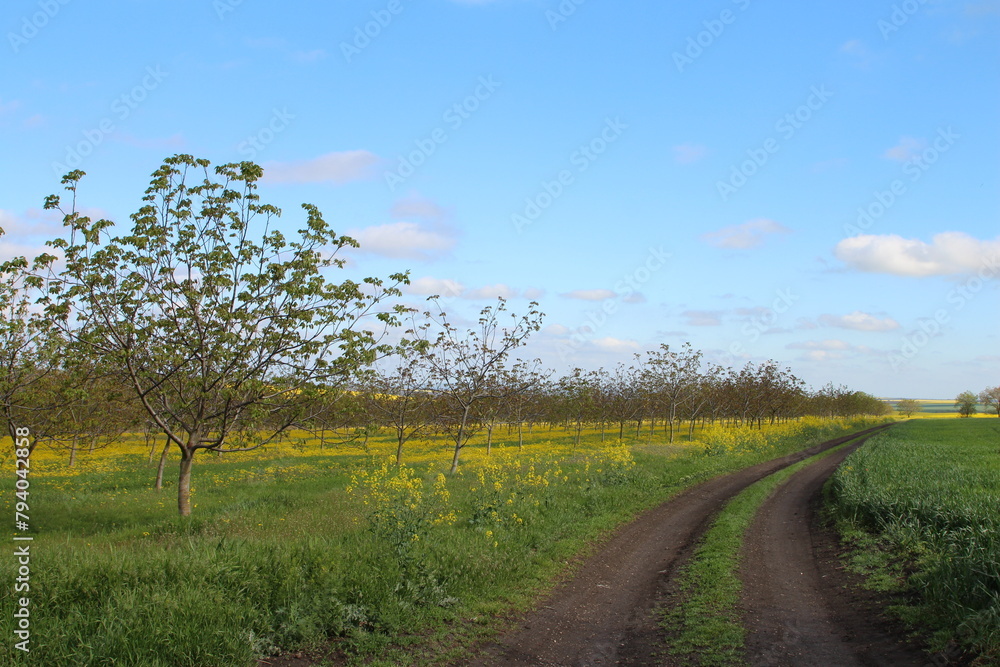A dirt road with trees on either side of it A dirt road with trees on either side of it