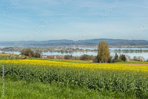 Spring landscape at Lake Constance, blossoming canola field with view to the island of Reichenau, Ermatingen, Canton of Thurgau, Switzerland Reichenau photo