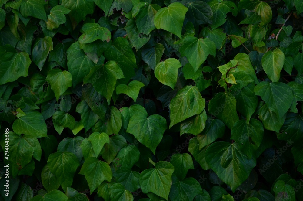Green leaves background Green leaves background