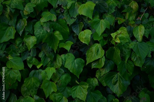 Green leaves background