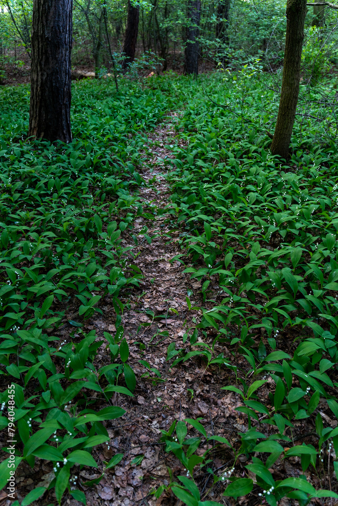 A glade of lilies of the valley in the forest 