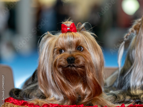 Funny Yorkshire terriers, tiny dogs. photo