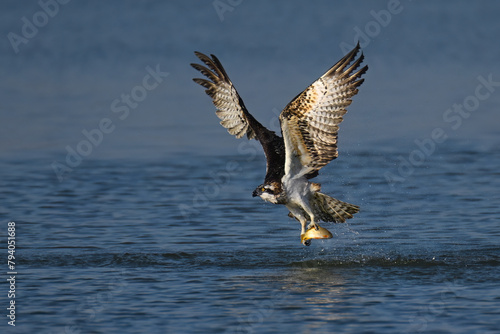 osprey in flight with Catch