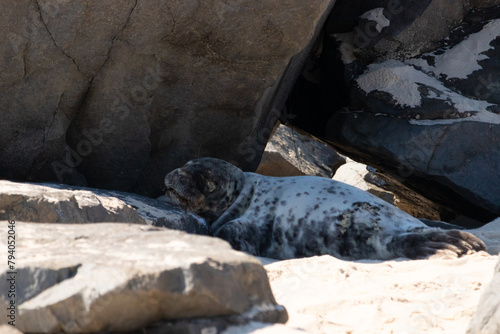 Cute little harbor seal basking in the sun on the beach when I took this picture. The black spots on this white body shows he is just a calf. This little baby has big black eyes and whiskers.
