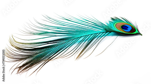 elegant peacock feather isolated against a stark white background