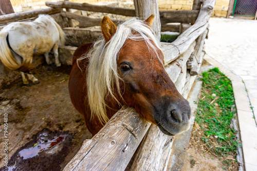 Extremely rare White Haired Caucasian Wild pony at the feeding stables just before reintroduction to the wild steppes of Absheron peninsular in Baku, Azerbaijan. photo